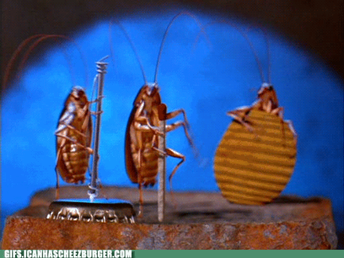 dancing bugs